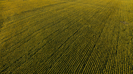 Beautiful picture taken from the top.の写真素材