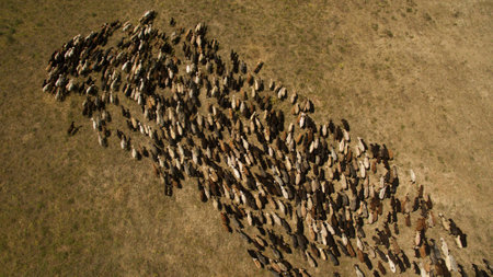 Herd of sheep grazing top viewの写真素材