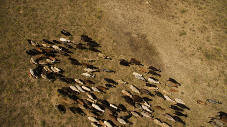 Wild sheep are walking in the fieldの写真素材