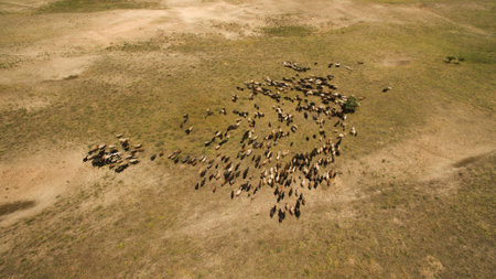 Wild sheep are walking in the fieldの写真素材