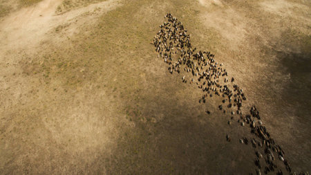 Wild sheep are walking in the fieldの写真素材