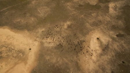 Wild sheep are walking in the fieldの写真素材