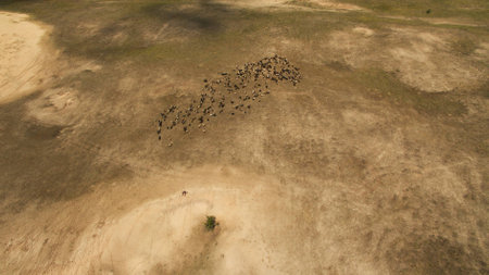 Wild sheep are walking in the fieldの写真素材