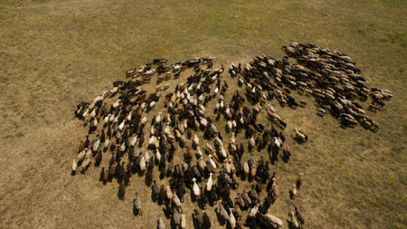 Herd of sheep grazing top viewの写真素材