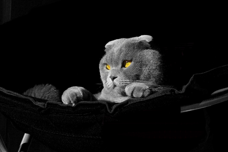photoshoot scottish fold catの写真素材