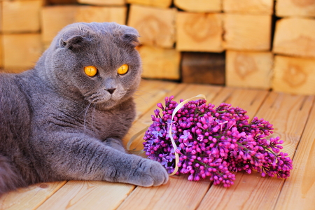 Scottish fold cat and a sprig of lilacの写真素材