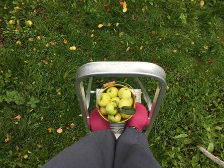Collect apples using ladders