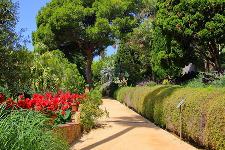 lots of greenery in the Park of the Botanical gardenの写真素材