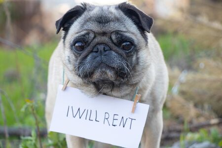 a pug dog with a sign on his neck I will lease in English, during the quarantine period to walkの写真素材