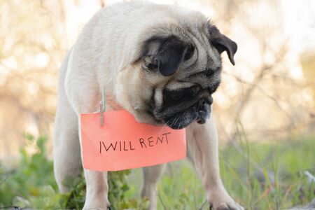 a pug dog with a sign on his neck I will lease in English, during the quarantine period to walkの写真素材