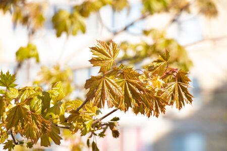 blooming maple tree in spring against the sky, closeup