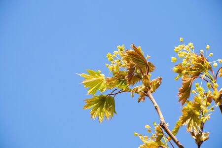 blooming maple tree in spring against the sky, closeupの写真素材