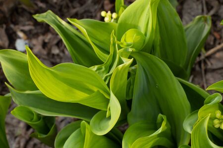 blooming lilies of the valley in the spring gardenの写真素材