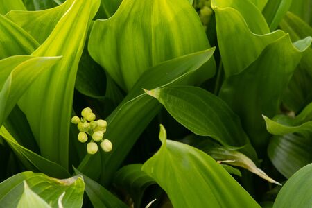 blooming lilies of the valley in the spring gardenの写真素材