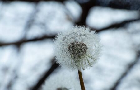 one dandelion on a blurry background