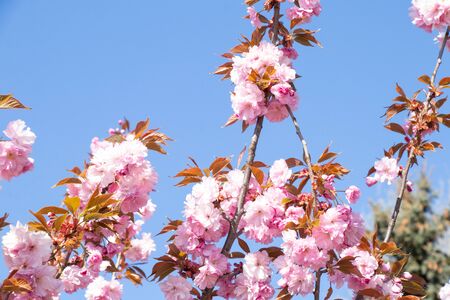 pink flowering tree in the spring gardenの写真素材