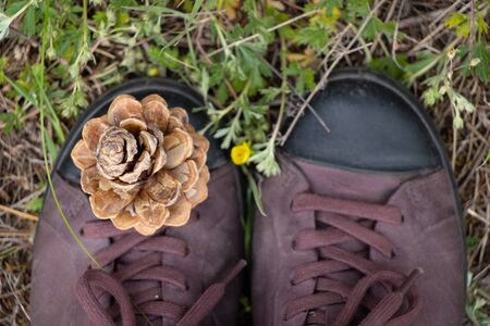 pine cone from the Christmas tree lies on the toe of women's sneakers top-down viewの写真素材