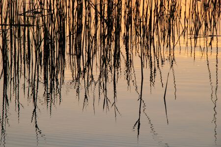 reeds at sunset in the evening against the background of water in Ukraineの写真素材