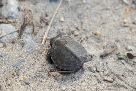 amphibian tortoise found in parks in Ukraine