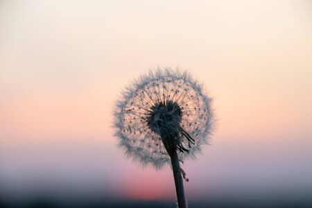 dandelions at sunset in the evening on a blurred skyの写真素材