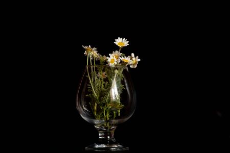 camomile flowers on black background in vaziの写真素材