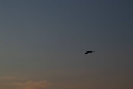 close-up of a seagull at sunset against the sky in flightの写真素材