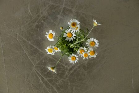 spring daisy flowers on gray backgroundの写真素材