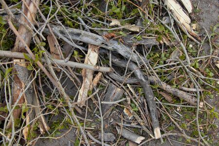 a bunch of branches after pruning a poplar tree in spring lieの写真素材