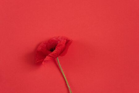 red poppy flower on an isolated backgroundの写真素材