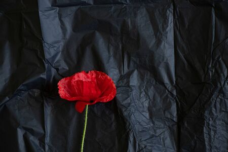 red poppy flower on an isolated backgroundの写真素材