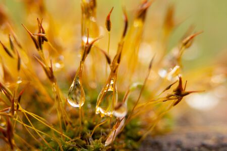 moss in the morning after rain with drops of water, macroの写真素材