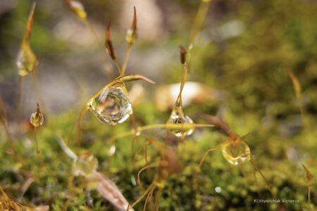 moss in the morning after rain with drops of water, macroの写真素材