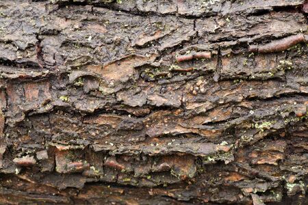 sawn wet log of shevogodereva winesの写真素材