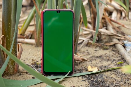phone with a green screen stands in the reeds on the sand in the springの写真素材