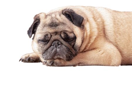 pug dog on a white backgroundの写真素材