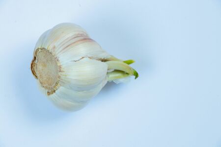 sprouted garlic on an isolated background close-upの写真素材