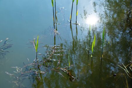 algae on the surface of river waterの写真素材