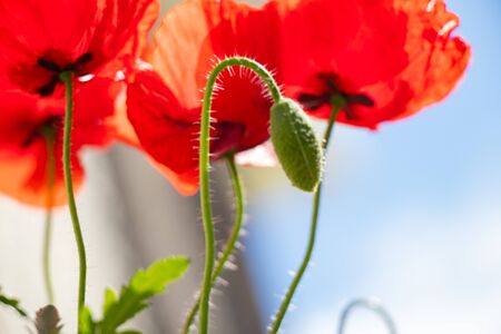 blooming red poppy in the spring in a fieldの写真素材