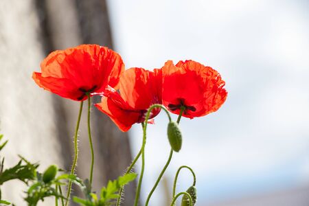 blooming red poppy in the spring in a fieldの写真素材