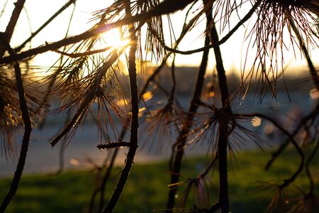 coniferous trees in parks in the sun in Ukraineの写真素材