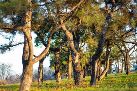 coniferous trees in parks in the sun in Ukraineの写真素材