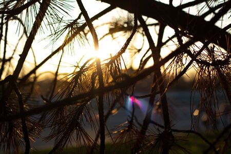 coniferous trees in parks in the sun in Ukraineの写真素材