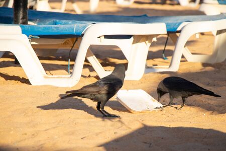 crows on the beach swarm in the trash in egyptの写真素材