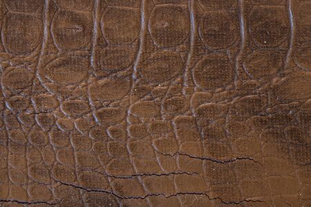 crocodile skin as background closeupの写真素材