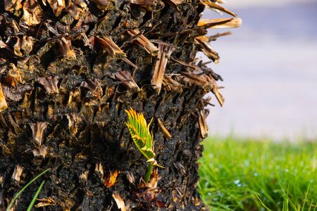 palm tree bark closeup as backgroundの写真素材