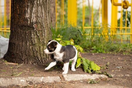 mongrel puppies play in the yard in the spring in the sunの写真素材