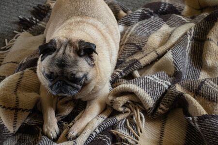 pug dog sitting in the room on the carpetの写真素材