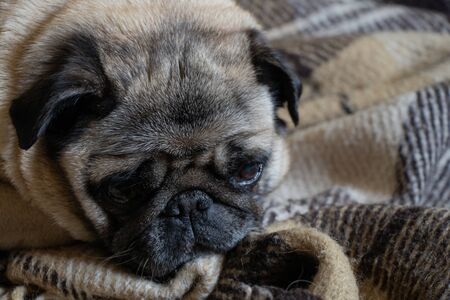 pug dog sitting in the room on the carpetの写真素材
