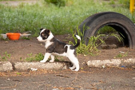 mongrel puppies play in the yard in the spring in the sunの写真素材