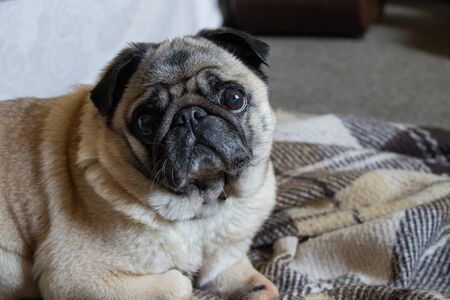 pug dog sitting in the room on the carpetの写真素材